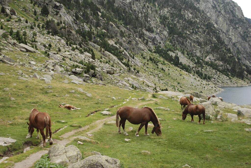 Chevaux sauvages croisés lors de notre road trip dans les Pyrénées