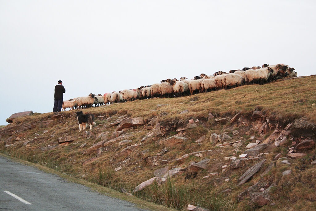 Moutons, chien et berger des Pyrénées