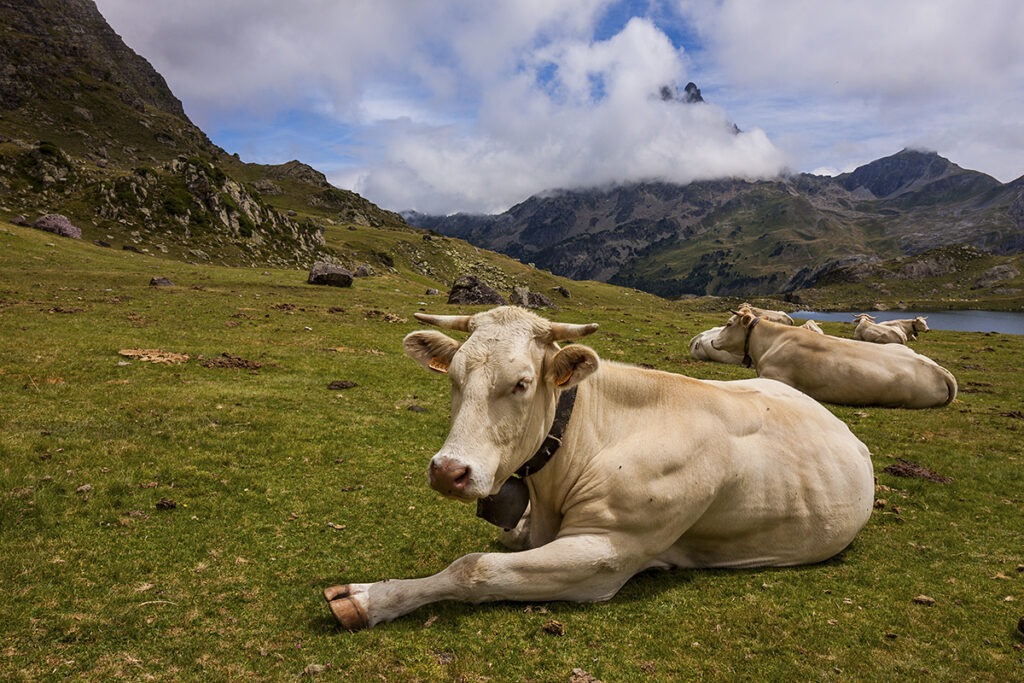 Une rencontre insolite lors de notre voyage à moto dans les Pyrénées