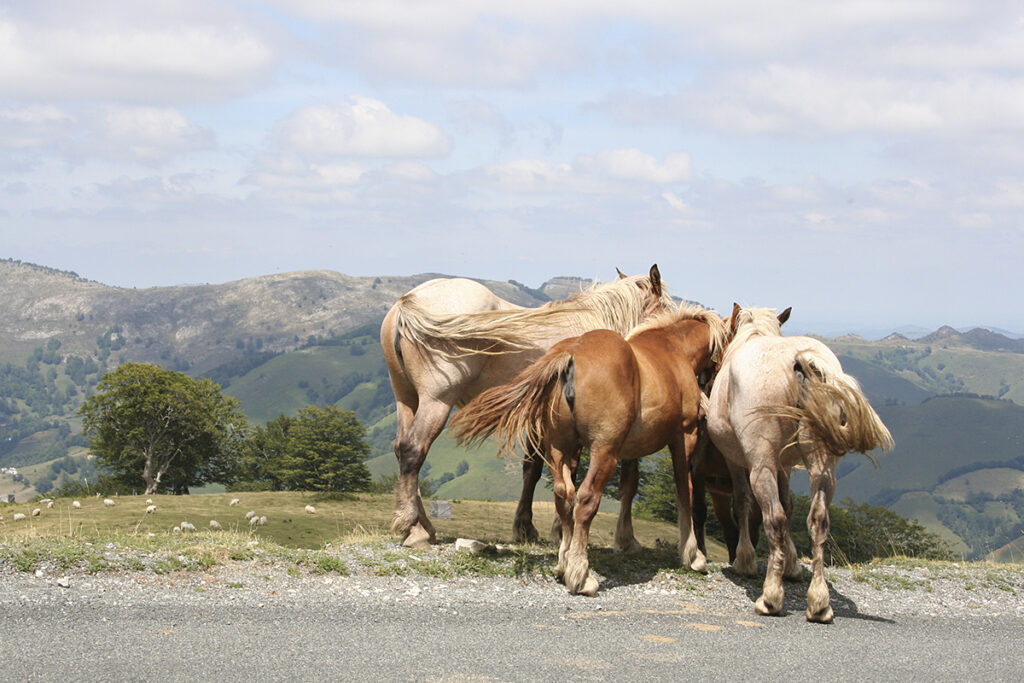 Les potoks du Pays Basque