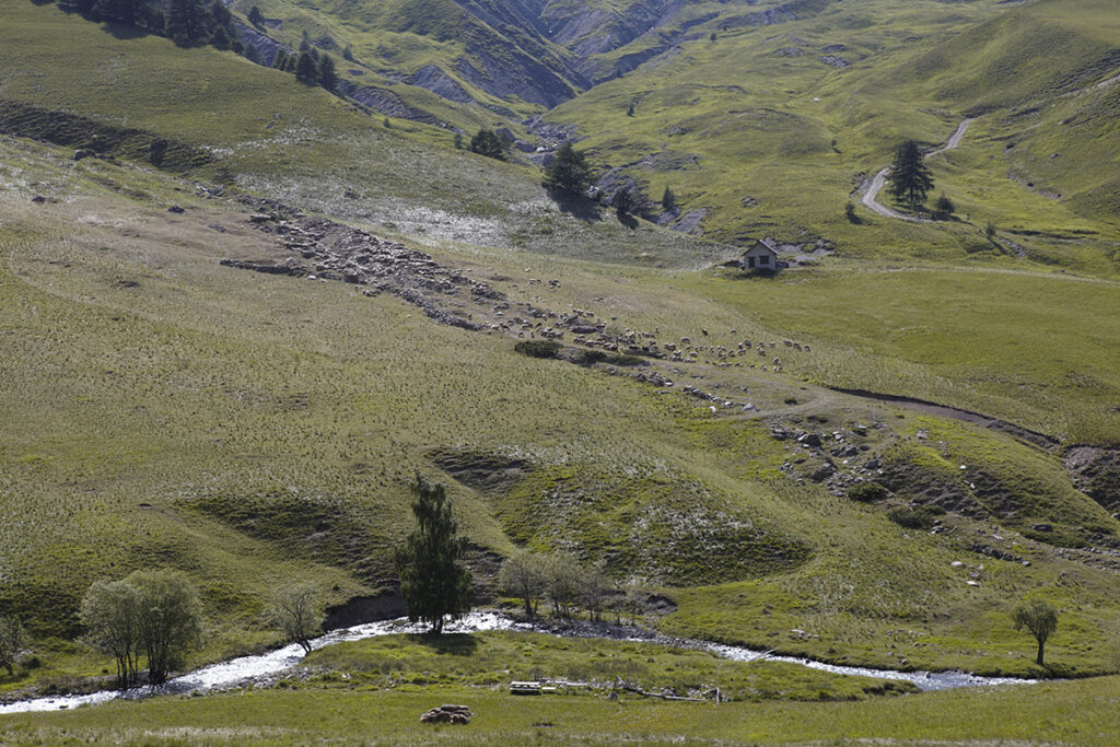 Moutons dans les alpages